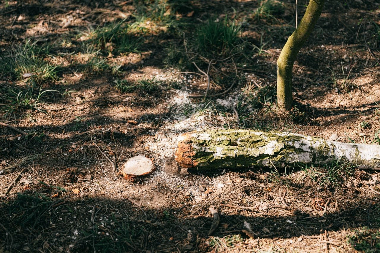 dessouchage-arbre dessouchage d'un arbre