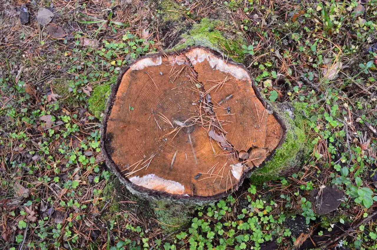 souche-arbre souche d'un arbre<br />
